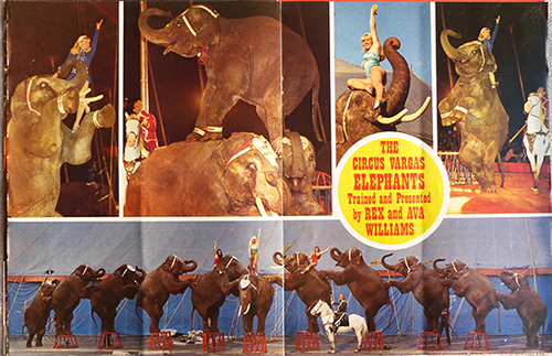 Brochure olifanten